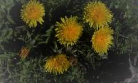2mar2025-GOR-DEA-CUNA-5