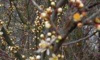 9mar2025-S.MAMA-sentiero-ROMANAZZI-57