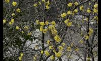 9mar2025-S.MAMA-sentiero-ROMANAZZI-62