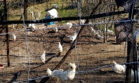 27mar2022-REFRONTOLO-82