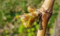 27mar2022-REFRONTOLO-84