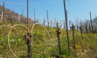 27mar2022-REFRONTOLO-87