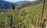 27mar2022-REFRONTOLO-88