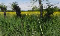 27apr2017-SORGENTI-SILE-84