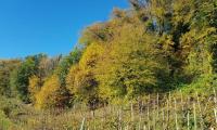 26nov2023-COMBAI-MIANE-42